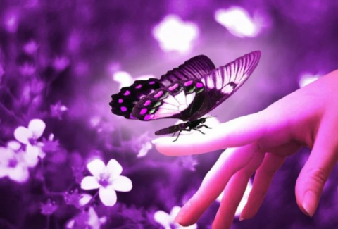 borboleta